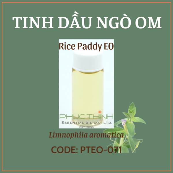 Tinh dầu ngò om - Công Ty TNHH Tinh Dầu Phúc Thịnh